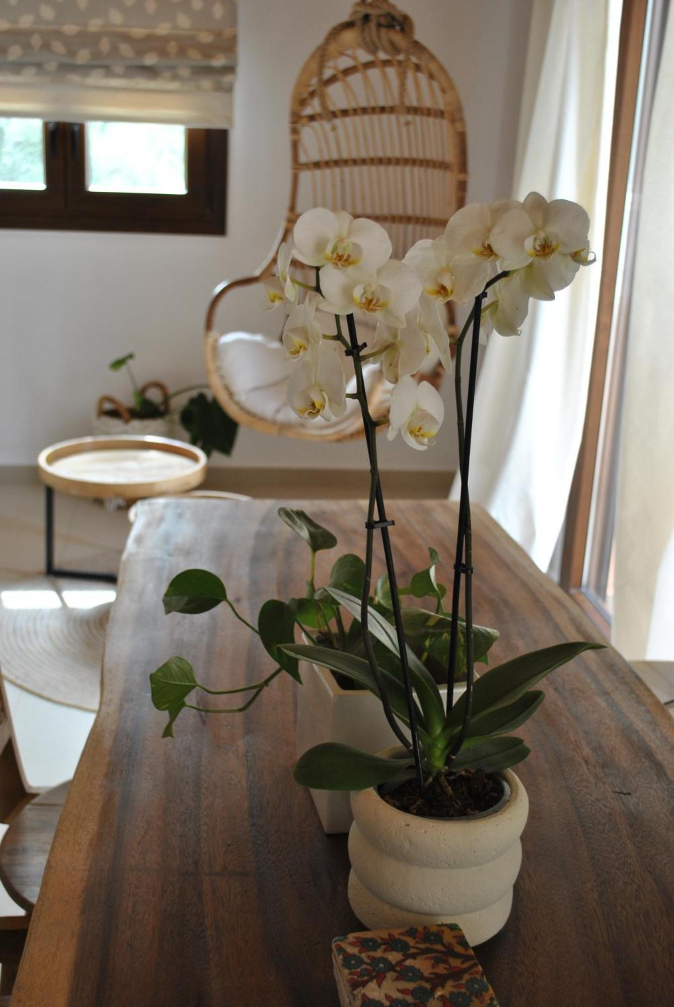 Amaryllis Luxury Apartment *