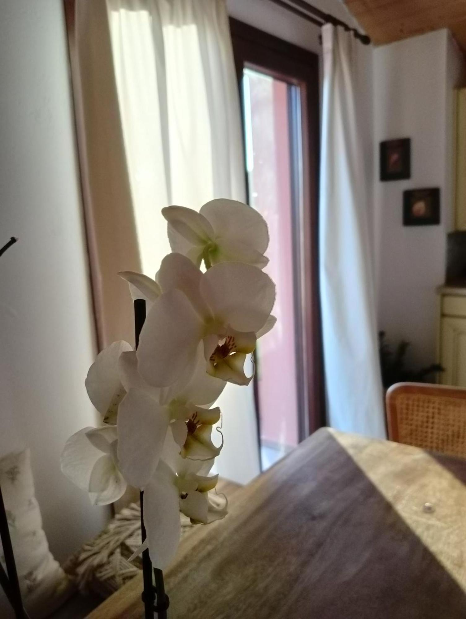 Amaryllis Luxury *