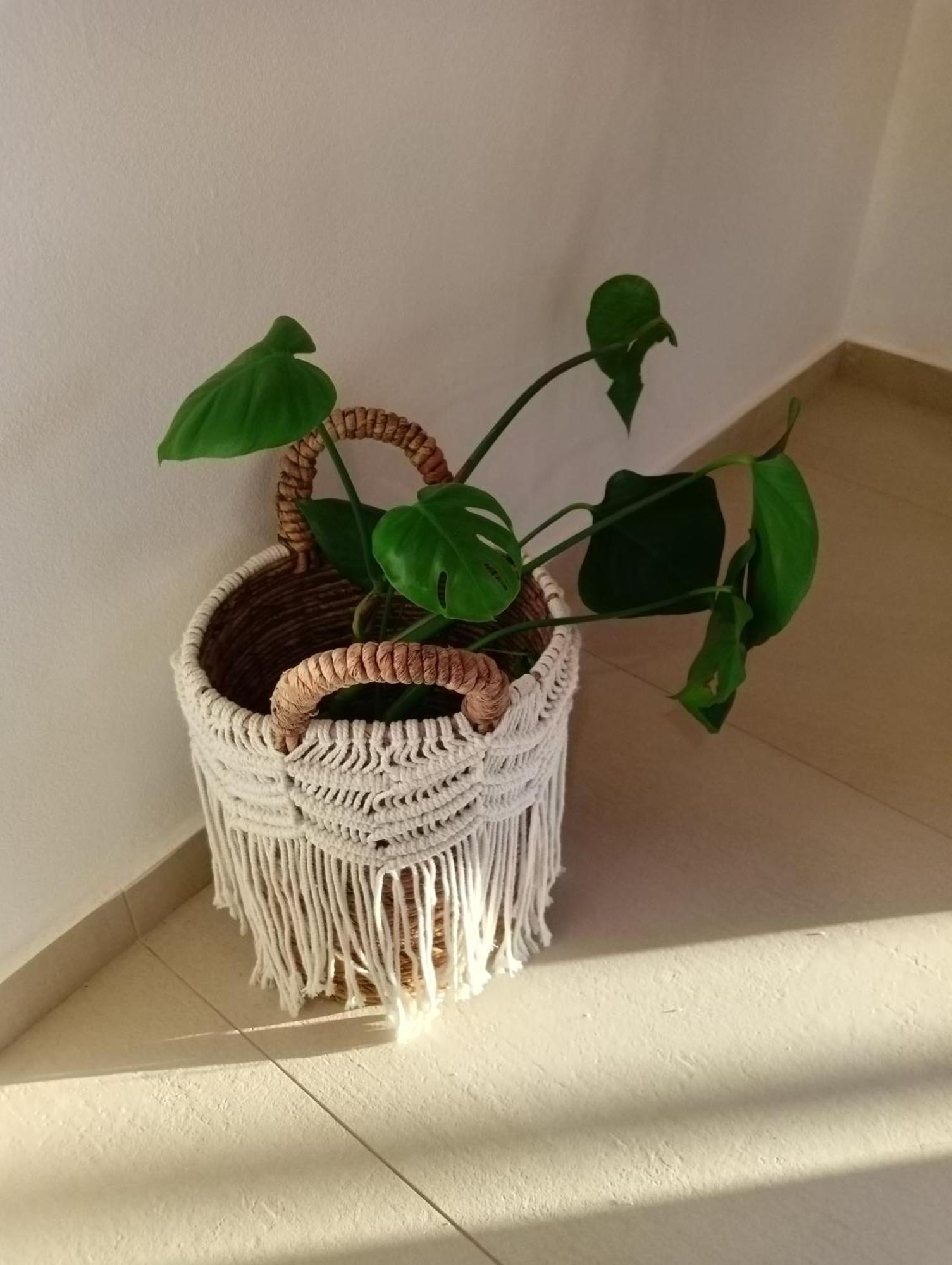 Amaryllis Luxury Parga