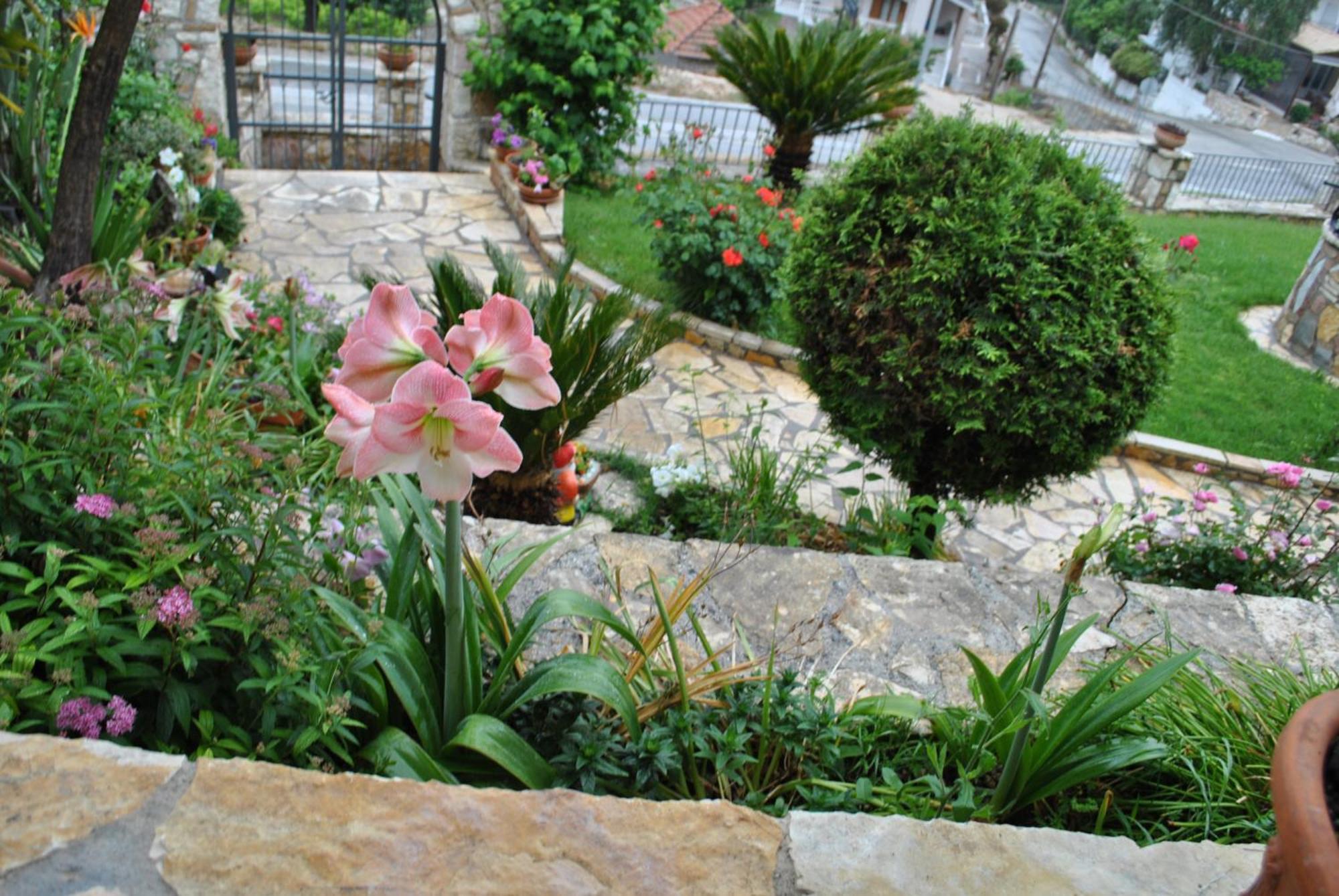 Apartment Amaryllis Luxury